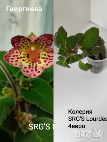 колерия , снимка 12 - Стайни растения - 54716817