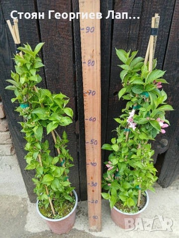 вайгела, снимка 2 - Градински цветя и растения - 54060959