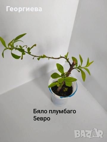 градински растения , снимка 16 - Сортови семена и луковици - 54944668