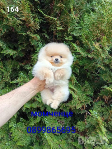 Померани. Момче и момиче. Реални снимки от 24.04.26 г. 