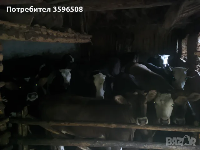 Телета Копривщица , снимка 3 - Крави - 54306693
