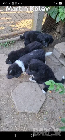Каракачанско куче , снимка 4 - Каракачанска овчарка - 55579170
