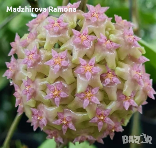 Hoya Хоя Balaensis 