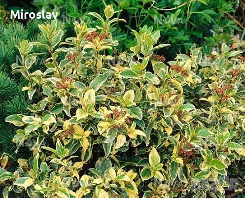 Лаврова Калина (Вариегатна), снимка 2 - Градински цветя и растения - 53986316