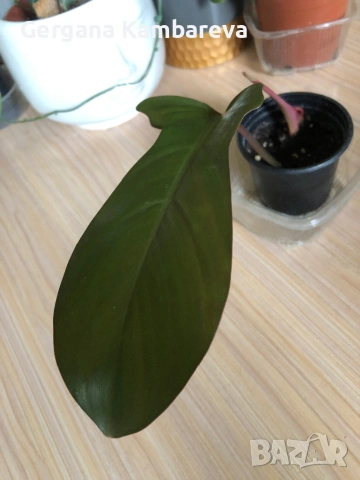 Philodendron Florida Bronze 