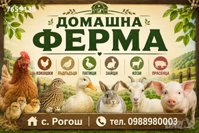 Виетнамски прасенца, снимка 9 - Прасета - 53456523
