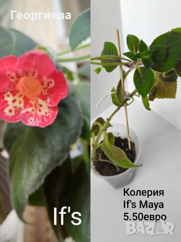 колерия , снимка 15 - Стайни растения - 54716817