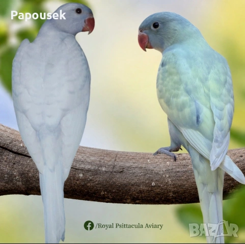 * 🦜 Малки Александри – топ качество и селекция, снимка 6 - Папагали - 54988483