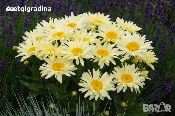 Продавам разсад на цветя Маргарита жълта българска, снимка 3 - Разсади - 54703492