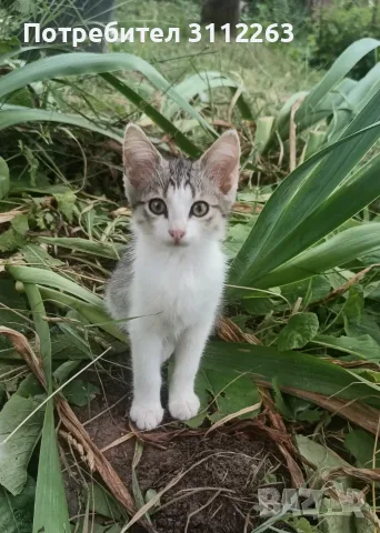 Подаряват се малки котета, снимка 2 - Други - 55337226