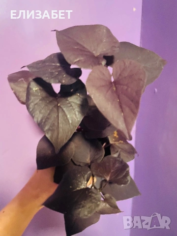 Epomea 