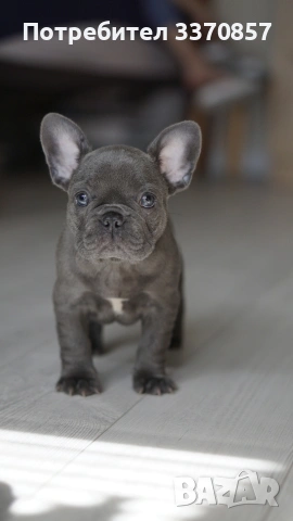 Френски булдог , снимка 5 - Френски булдог - 53956512