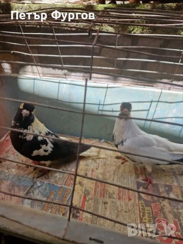 Продавам   чифт     дюзбаши, снимка 3 - Гълъби - 54688197
