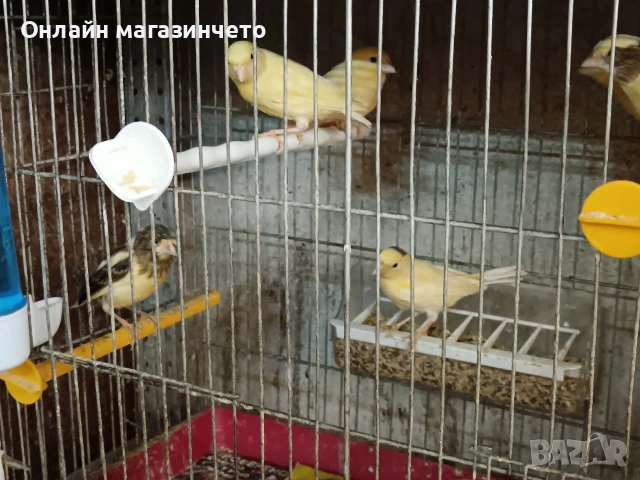 Продавам канарчета .