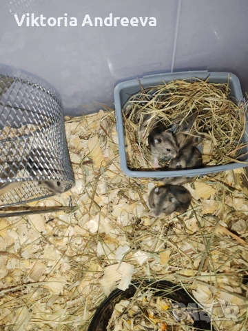 Продавам Хамстерчета, снимка 5 - Хамстери - 54347733