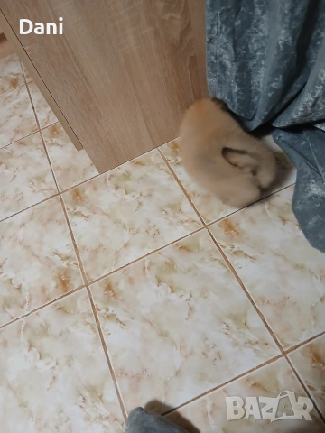 Mini Pomeran, снимка 5 - Померан - 54274482