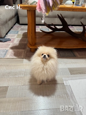 Померан момченце, снимка 2 - Померан - 53352957