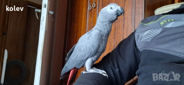 Папагал Жако ръчно хранен , снимка 9 - Папагали - 53571247