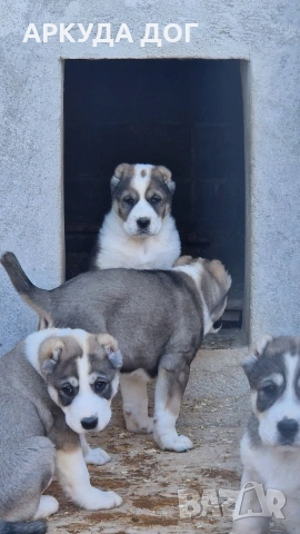 Средноозиатска овчарка, снимка 3 - Други - 54349593