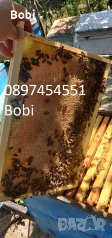 Малки Пчелни Семейства Отводки, снимка 8 - За пчели - 54058330