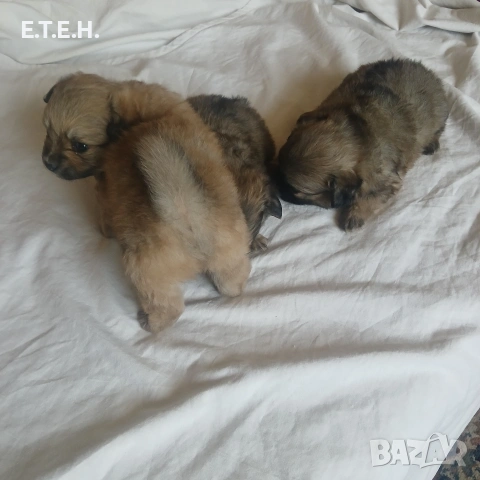 Мини Померан , снимка 3 - Померан - 55089951