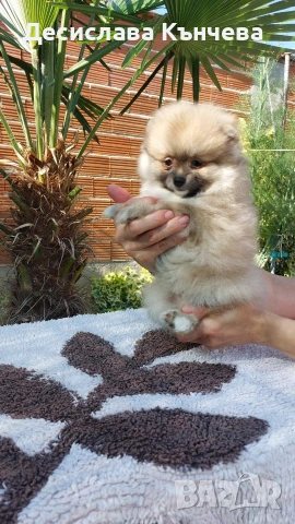 Померан момче и момиче , снимка 5 - Померан - 55125535