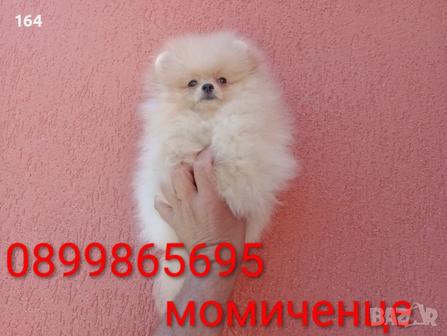Женски Померан на 3 месеца. Реални снимки от 15.06.26 г. 