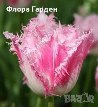 Луковици ЛАЛЕТА - Предварителни поръчки, снимка 7 - Сортови семена и луковици - 55089386