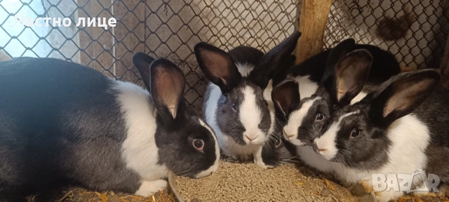 Продавам 3 женски  и 2мъжки млади холандски зайци, снимка 2 - Други - 54044428