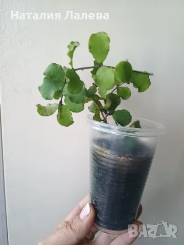 Хоя, hoya kanyakumariana, снимка 3 - Стайни растения - 55440846