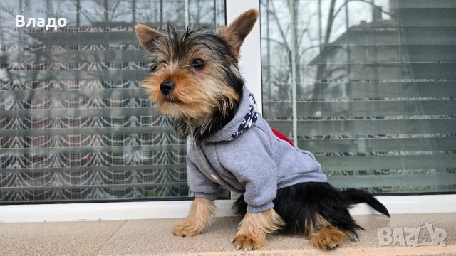 Йоркширски териер, момченце със всички аксесоари 