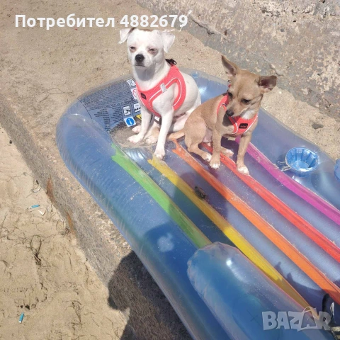 Чихопинчер 2мъжки 2женски, снимка 15 - Чихуахуа - 55243655