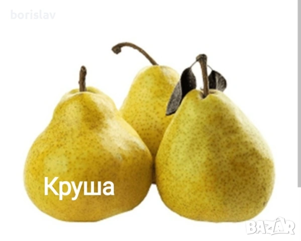 Продавам плодни дръвчета - круши, сливи, ябълки, вишни и дюли