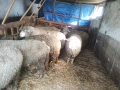 Продавам 5 овце и 5 агнета, снимка 1