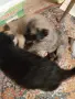 малки белгийски овчарки , снимка 7