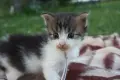 Kотенца смесена порода Мейн Кун – Отворени за резервация! , снимка 5