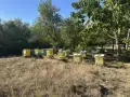 Продавам пчелни семейства , снимка 1