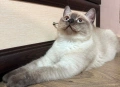 Колор-пойнт котета , снимка 2