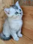 шотландски красоти , снимка 1