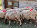 овце кочеве агнета , снимка 7