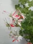 Продавам холандско мушкато, снимка 3