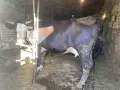 Една бременна крава за отелване на второ теле, снимка 3