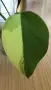 Monstera Marmorata Tricolor , снимка 2