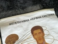 Соц Учебни Медицински Плакати Постери Табла, снимка 4