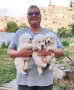 продават се три броя женски самоеди, снимка 1