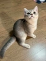 Колор-пойнт котета , снимка 1