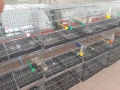 продавам.клетки.за.птици, снимка 2