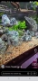 Продавам Син папагал (Polar Blue Parrot Cichlid ), снимка 3