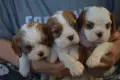 кавалер кинг чарлз шпаньол, снимка 6