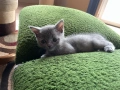 Британски късокосмести котенца, снимка 1